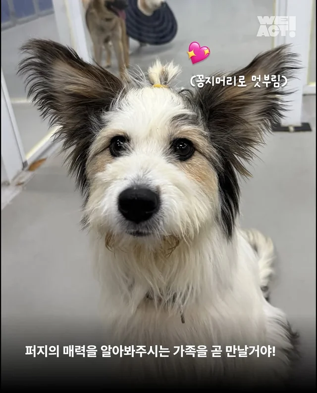 용인방치견 현장 사진