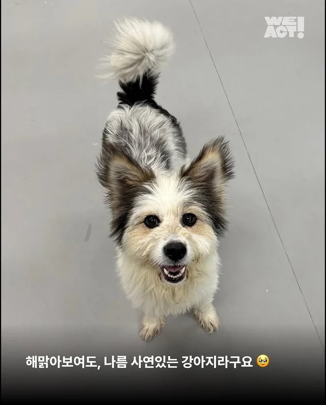 용인방치견 현장 사진