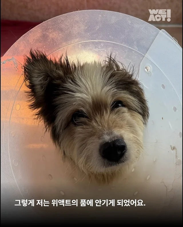 용인방치견 현장 사진