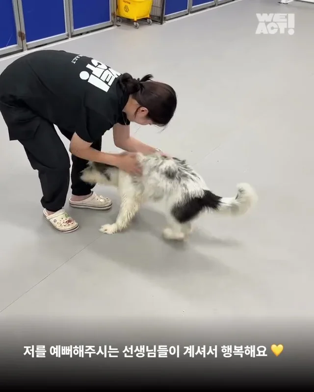 용인방치견 현장 사진