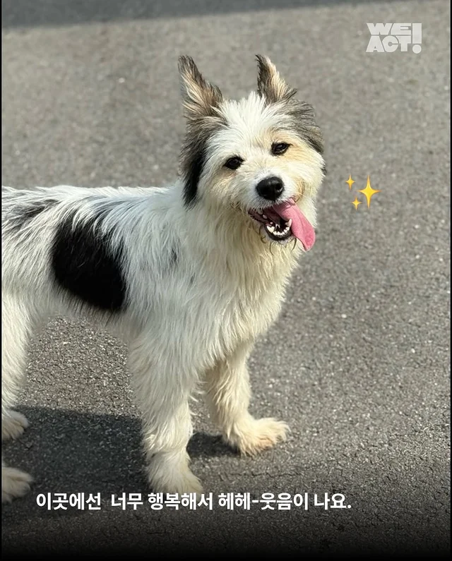 용인방치견 현장 사진