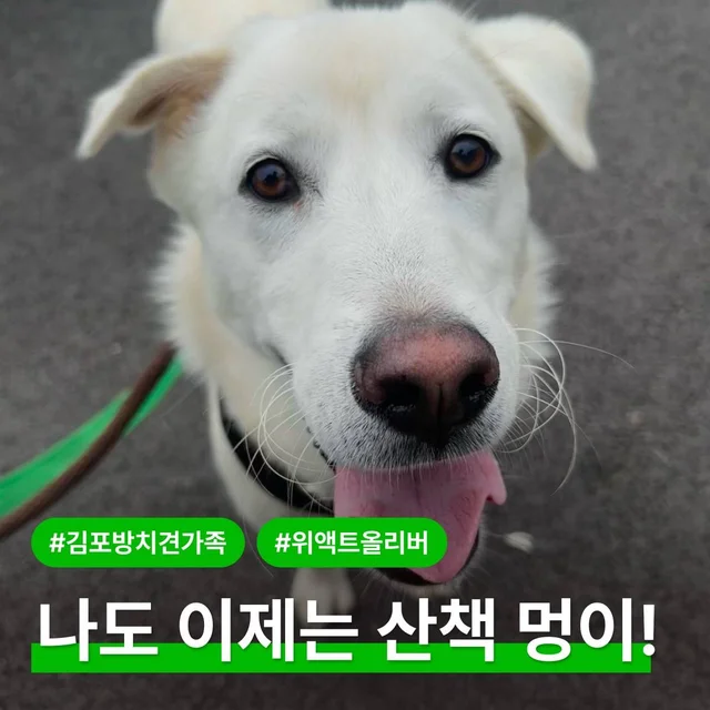 나도 이제는 산책멍이! 현장 사진