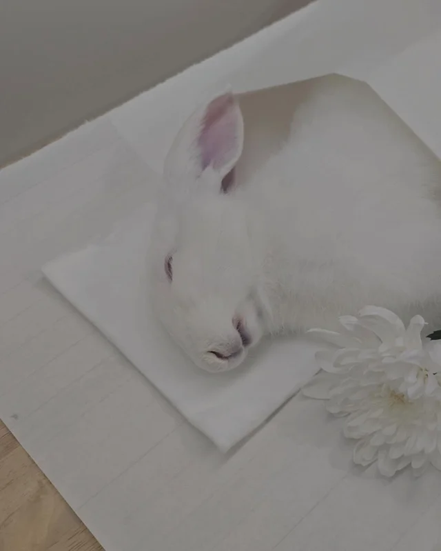 순키 장례식 현장 사진